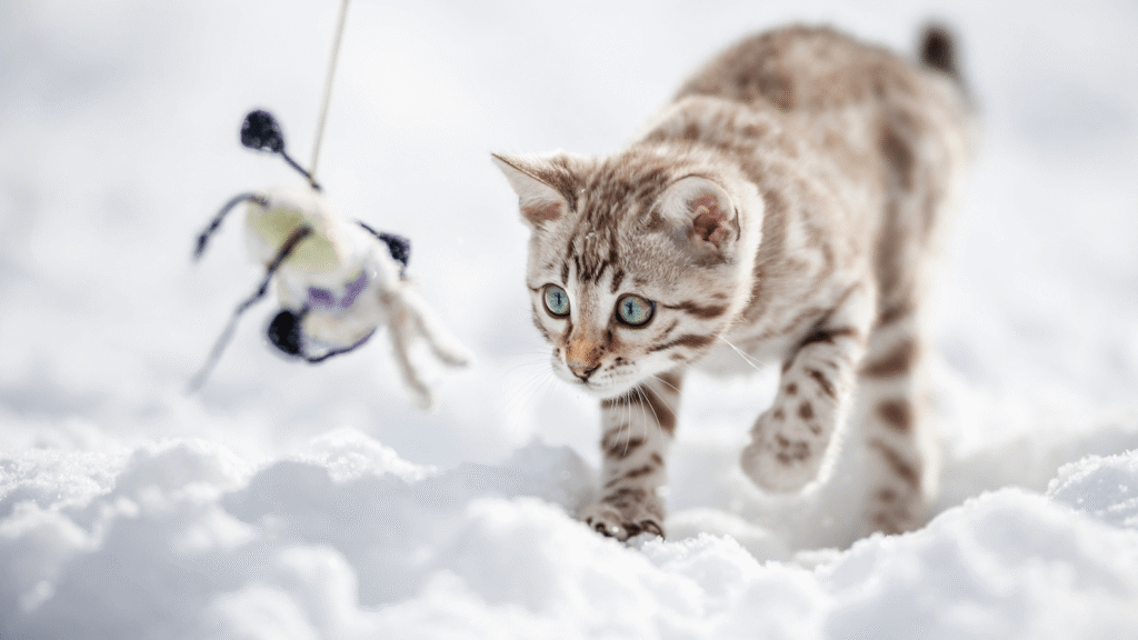 ベンガル子猫がおもちゃの鳥を狙っている