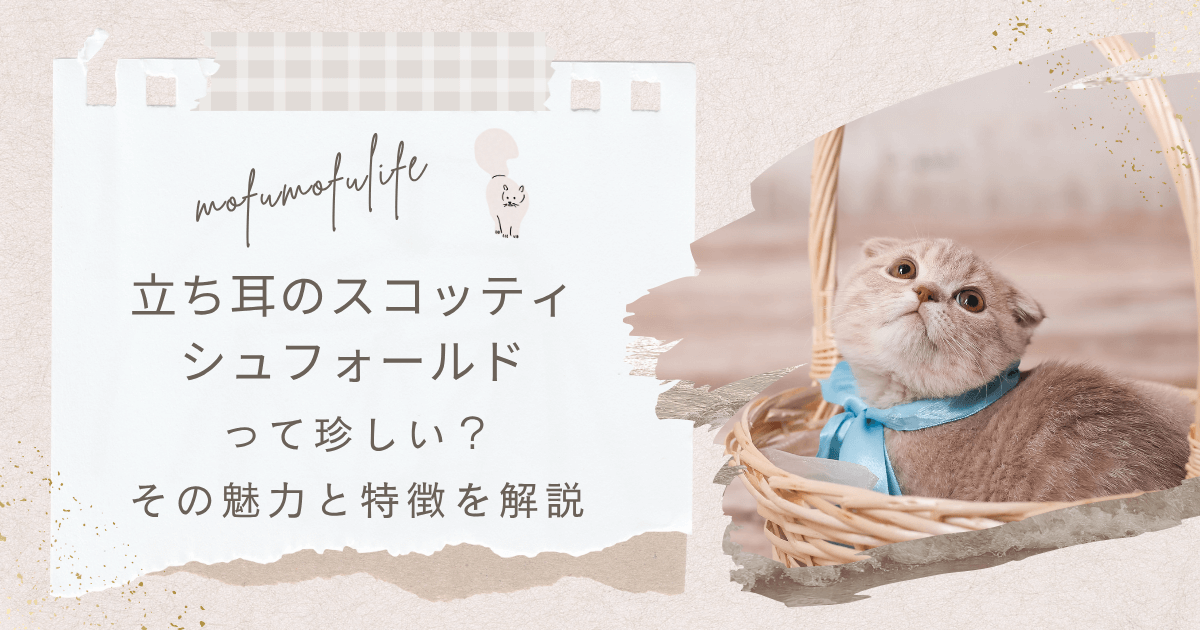 スコティッシュフォールドの仔猫がかごの中