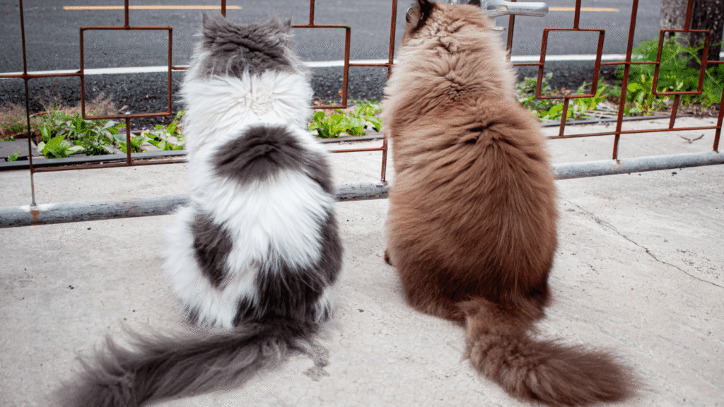 ２匹のマンチカンが後ろ向きでいる
