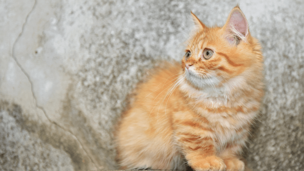 茶色のマンチカンの仔猫が座っている