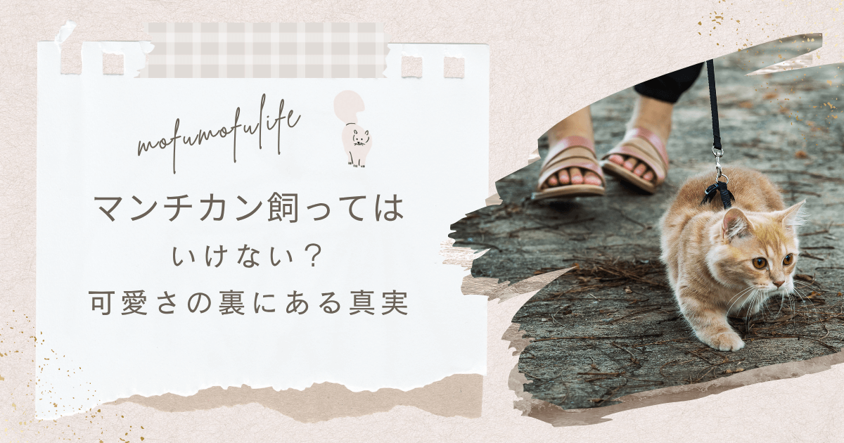 マンチカンリード付けてお散歩